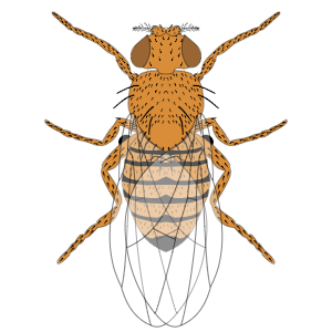 Lab Notes from FlyLab JS