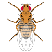 female fly