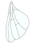 wing with dumpy shape